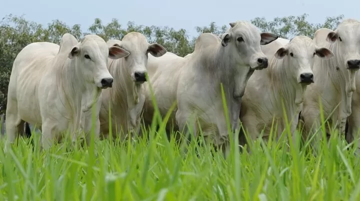 Pecuarista deve cuidar da suplementação mineral durante período chuvoso