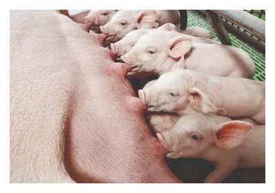 Saúde intestinal e conversão alimentar são pontos-chave para o sucesso da produção de suínos