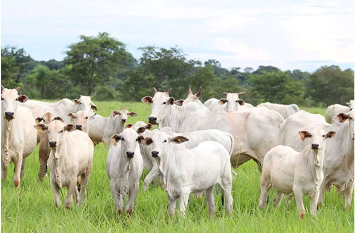 Bezerro do cedo garante mais produtividade e rentabilidade na pecuária