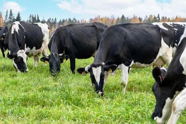 Selantes para mastite melhoram saúde mamária das vacas e qualidade do leite
