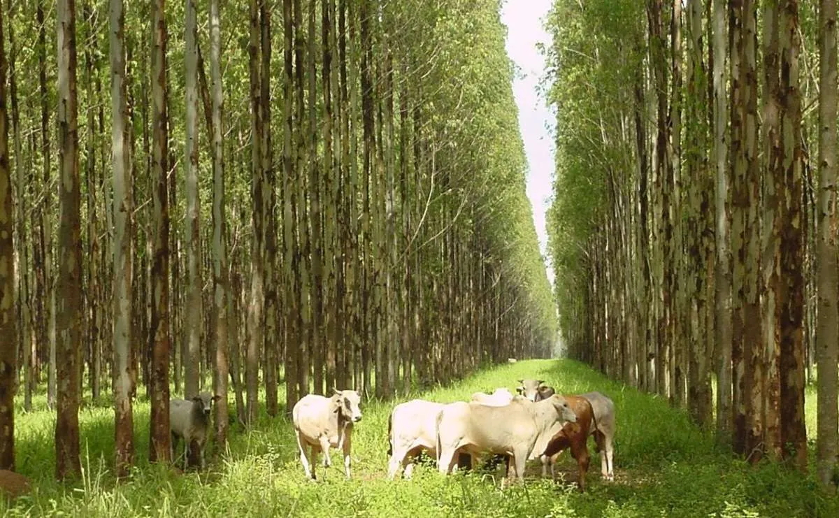 RIO+AGRO vai mostrar manejos agroambientais que se destacam no Brasil