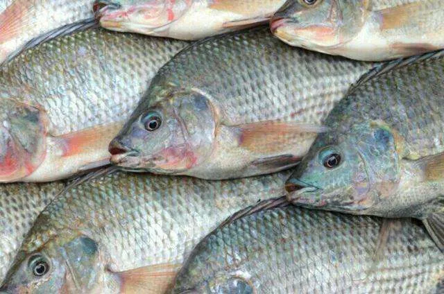 Preços da tilápia encerram 2024 com novas quedas