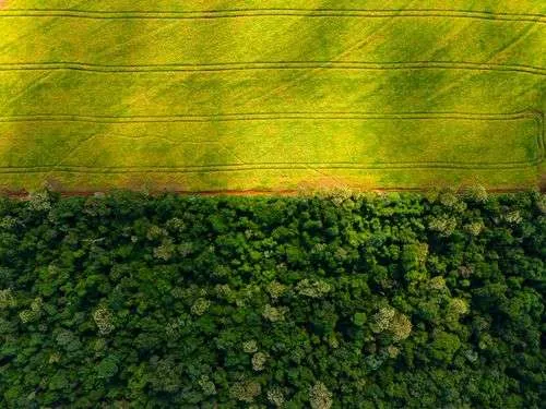 Assembleia Legislativa de Mato Grosso transforma através de lei Amazônia em Cerrado