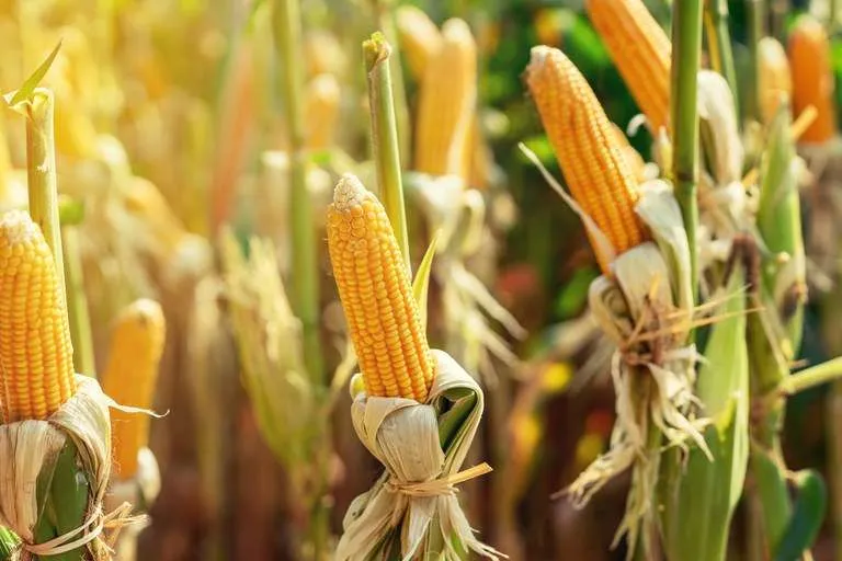 Maior demanda e retração vendedora elevam cotações do milho