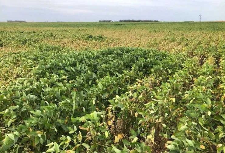 Brasil inicia colheita de soja enquanto clima ameaça produção de grãos argentina