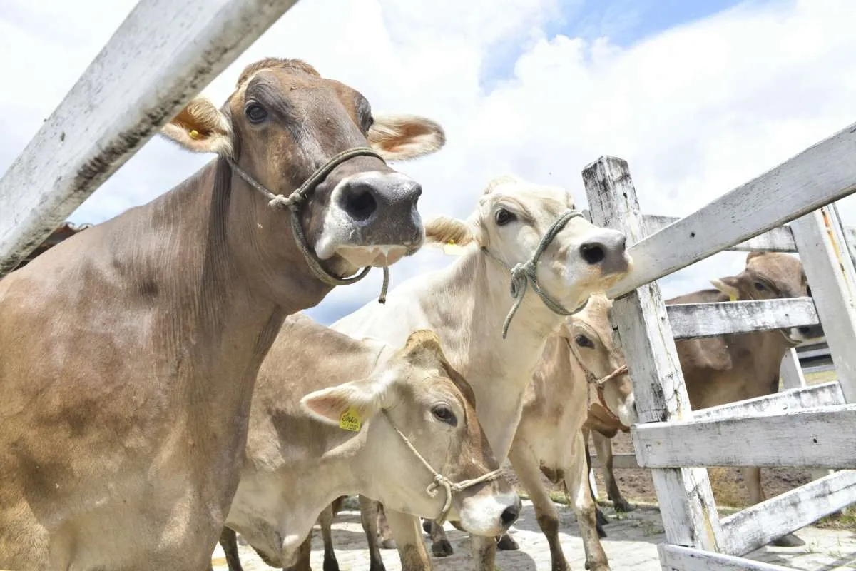 Alemanha anuncia primeiro caso de febre aftosa desde 1988