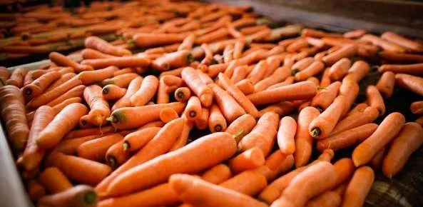 Preços da cenoura iniciam 2025 em altos patamares