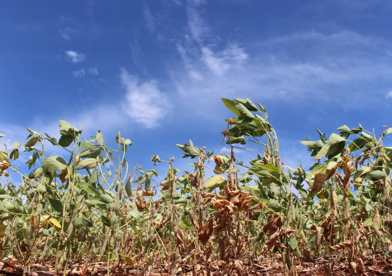 Mais de 1,3 milhão de hectares de soja são afetados pela seca em MS