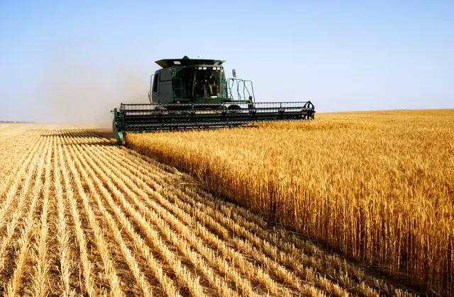Nova alíquota do Proagro comprometerá trigo no PR, afirma presidente da APEPA