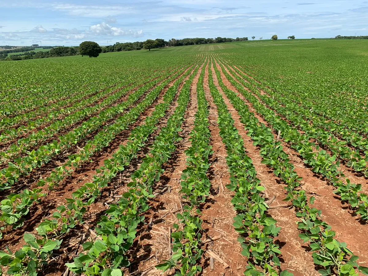 Terminou prazo para cadastro de lavoura de soja em Goiás