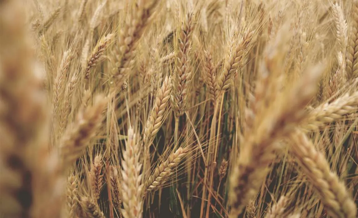 Preços do trigo encontram certo nível de suporte