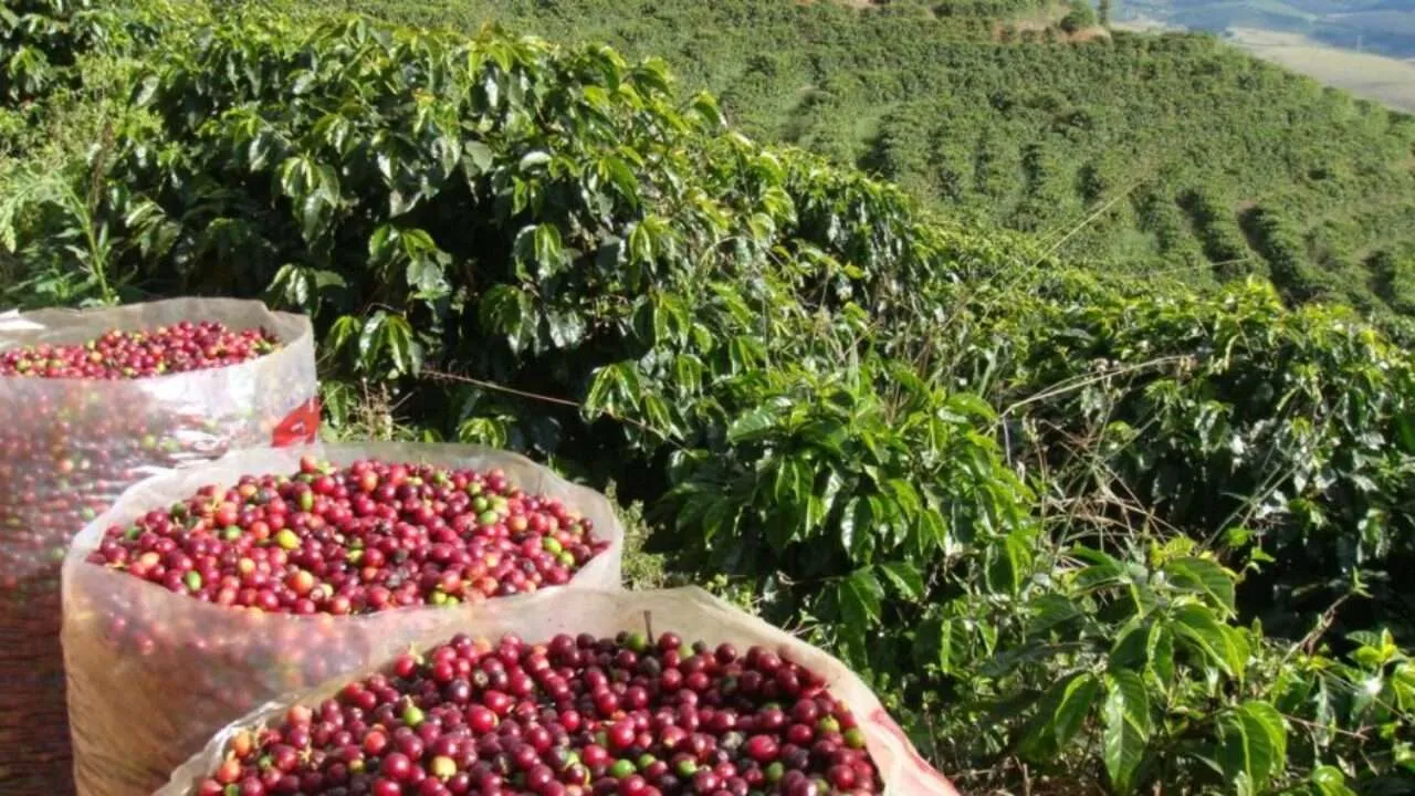 Safra de café encerra em 54,2 mi/sc em 2024 segundo dados da Conab