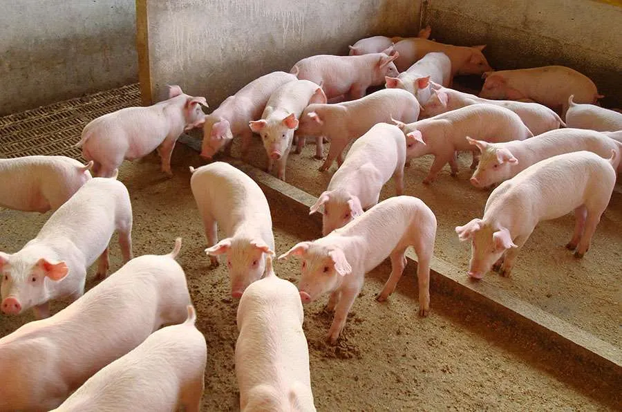 Embrapa reforça vigilância em suínos para prevenir transmissão da influenza para humanos