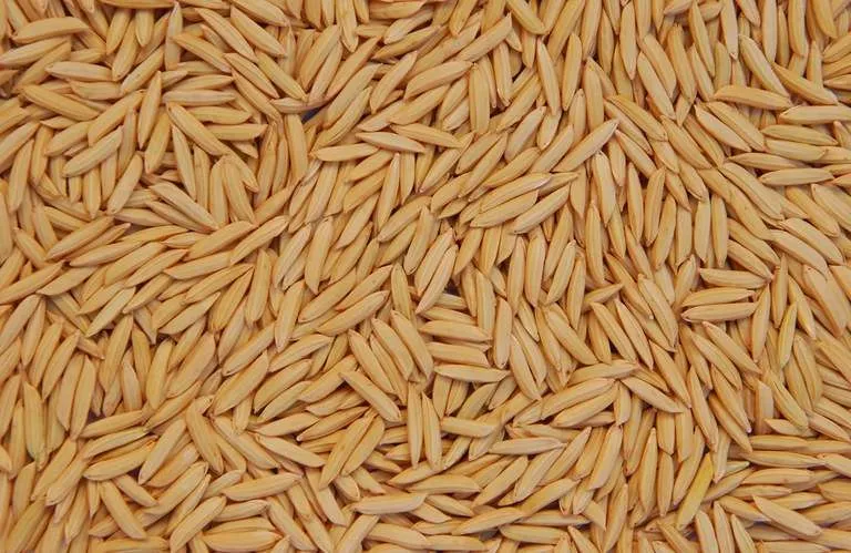 Beneficiamento e saída de arroz encerra 2024 no menor patamar em 4 anos