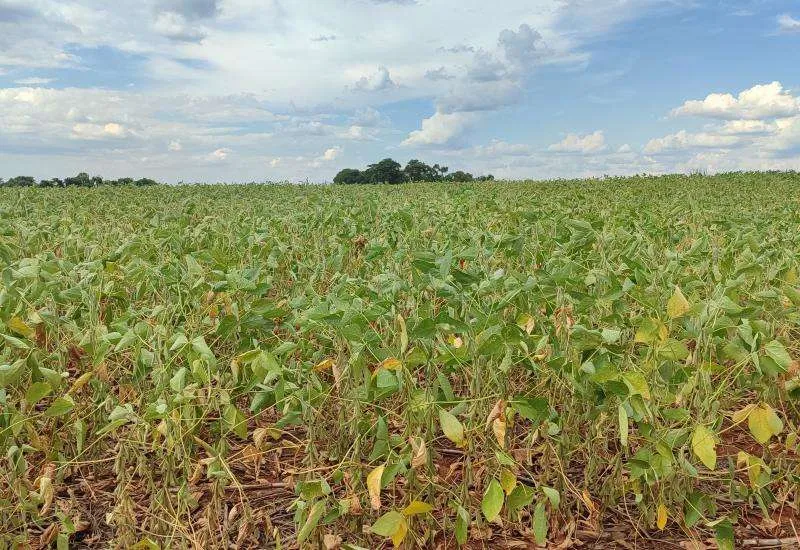 Cerca de 30 municípios foram impactados com a falta de chuvas no MS