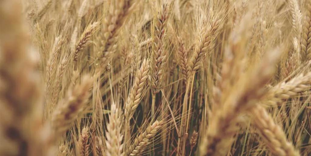 Mercado de trigo segue lento no Sul, segundo TF Agroneconômica