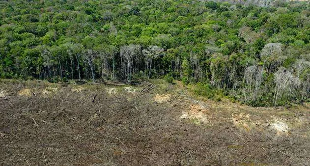 Converter florestas da Amazônia em Cerrado pode aumentar o desmatamento em 5,5 mi de hectares