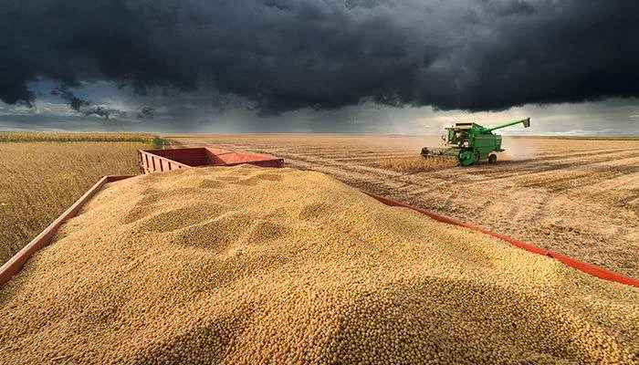 Chuva ameaça colheita do milho primeira safra em diversas regiões