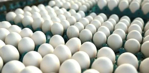 Com bom ritmo de vendas, preços dos ovos sobem mais de 20% na semana