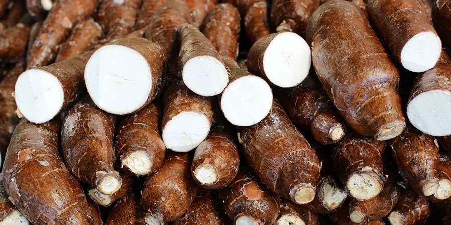 Preços da mandioca caem 8,5% em quatro semanas