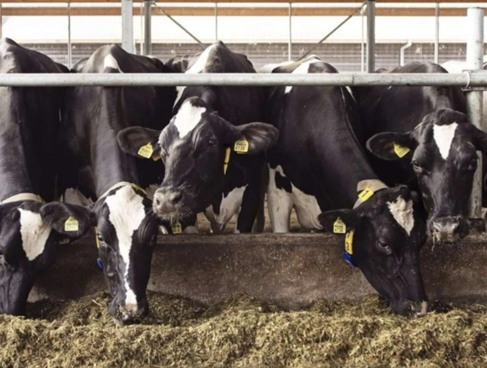 Comportamento de bovinos leiteiros e seus impactos na produção e seleção genética