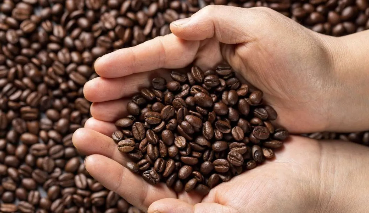 Média do café arábica é a maior da série do Cepea