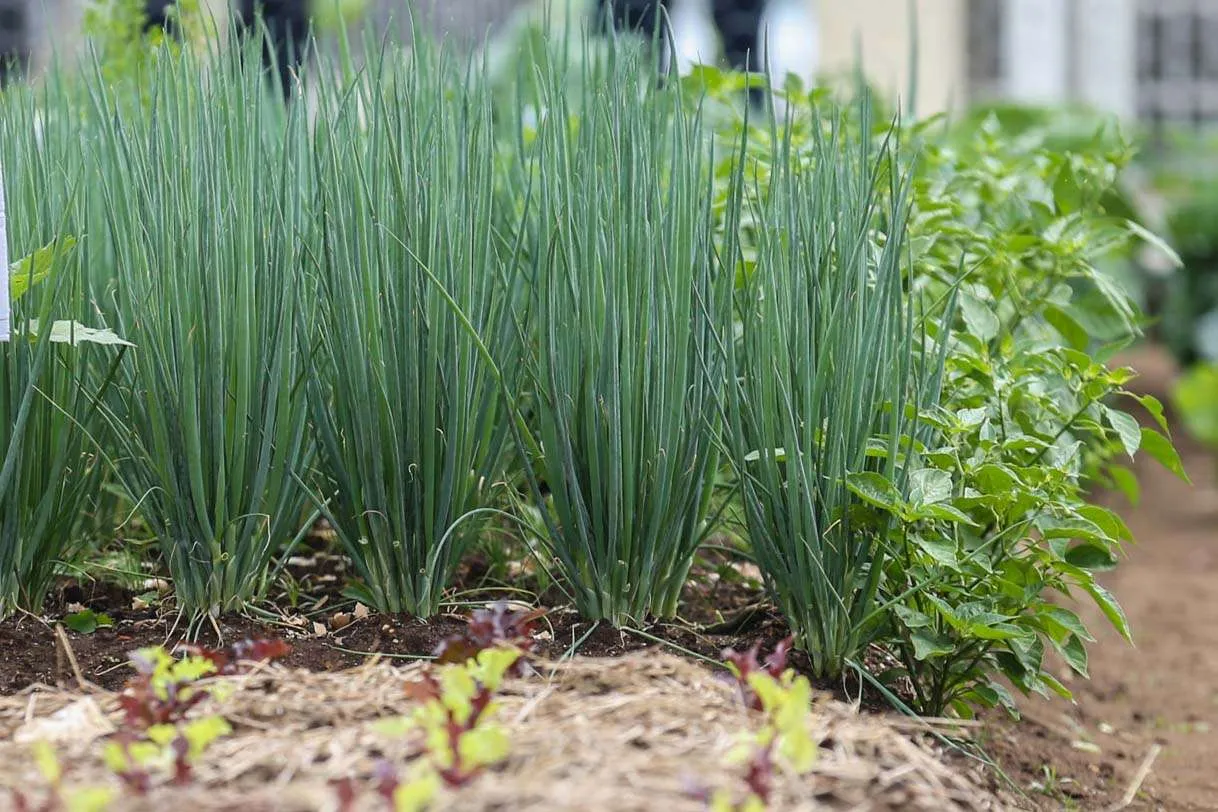Área de plantio de salsinha e cebolinha é ampliada no Paraná