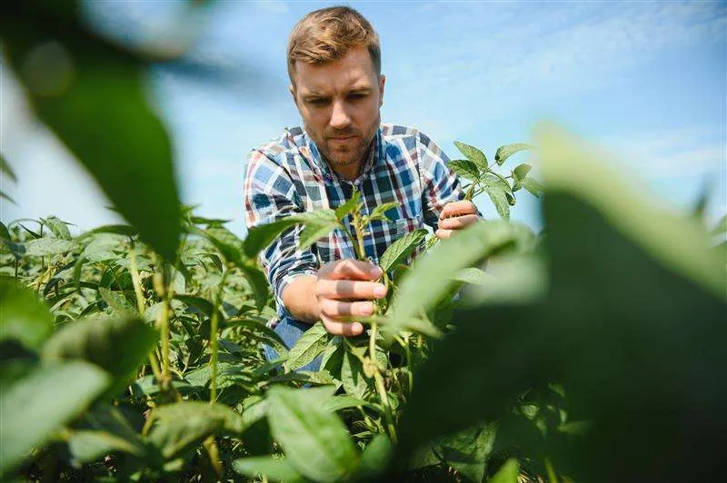 Compra de insumos vai ser grande desafio para produtor rural em 2025