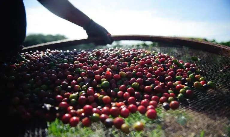 Preços do café seguem em alta e arbitragem entre arábica e robusta aumenta
