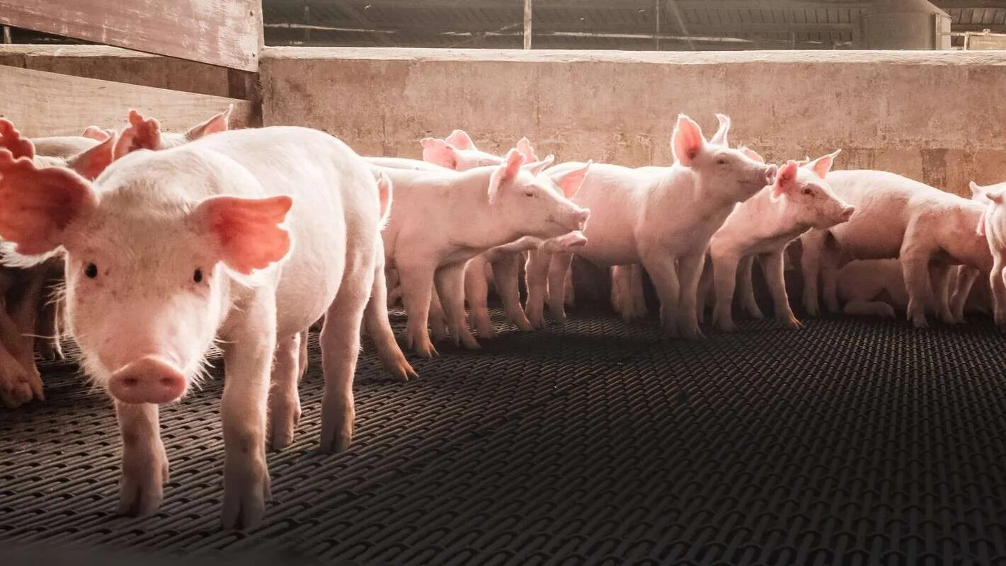 Preços dos suínos encerram janeiro com variações distintas 