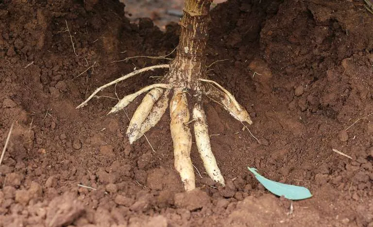 Praga quarentenária da mandioca faz MAPA declarar emergência fitossanitária