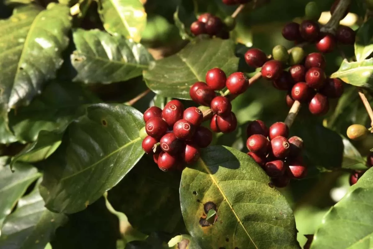 Clima e cenário global devem aumentar as incertezas para safra de café 25/26