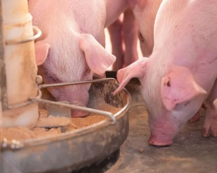 Enzimas melhoram absorção e aproveitamento de nutrientes pelos suínos