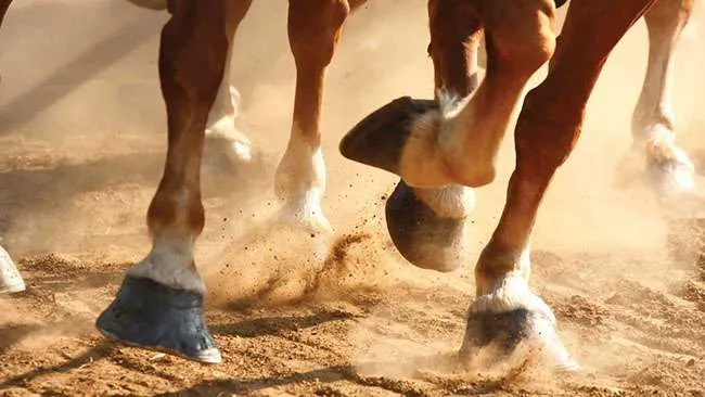 O papel da suplementação e de cuidados diários na saúde dos cascos
