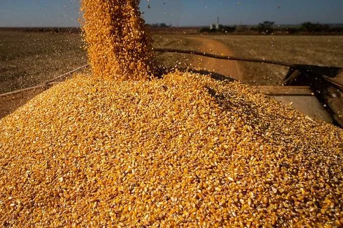 Preços domésticos do milho seguem em alta