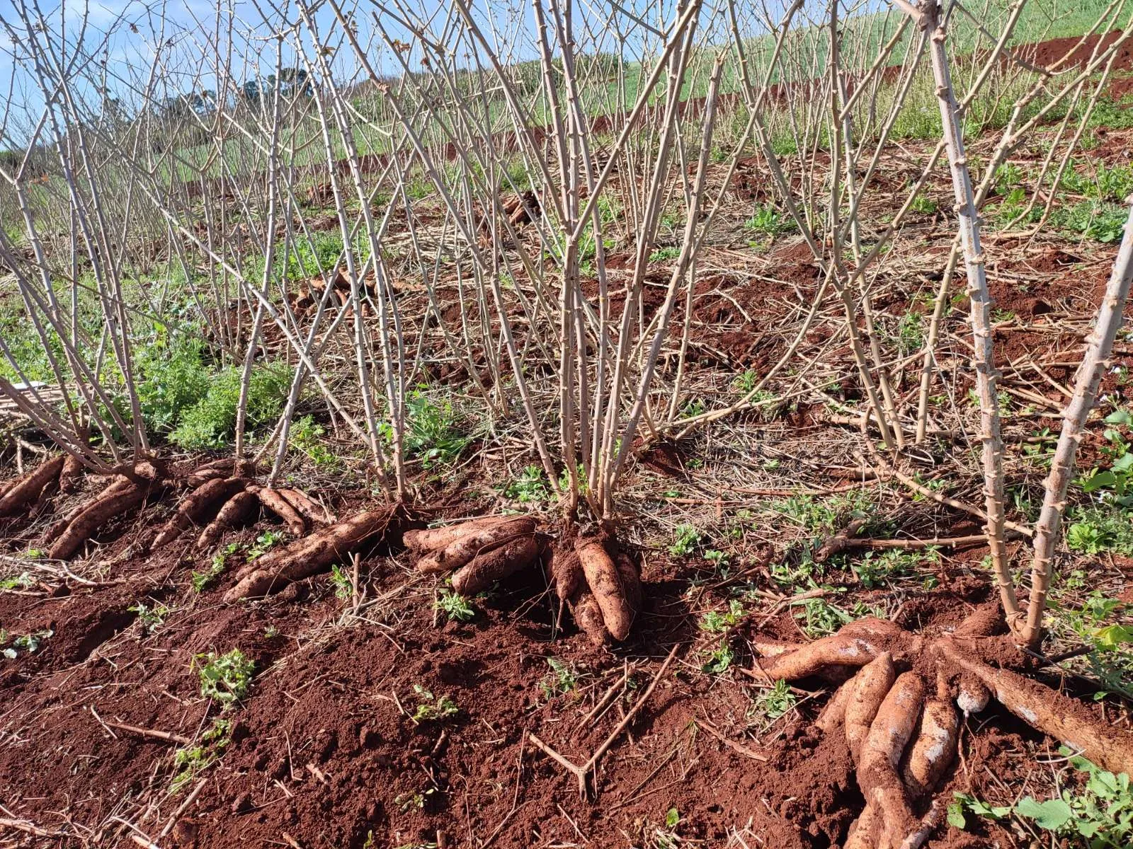 IDR-Paraná apresenta novas opções de mandioca no Show Rural