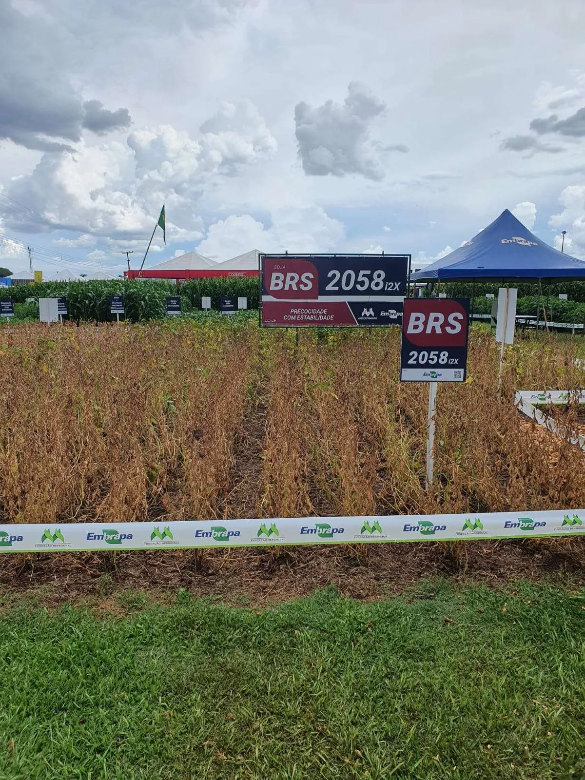 Embrapa lança seis inovações no Show Rural nesta terça-feira