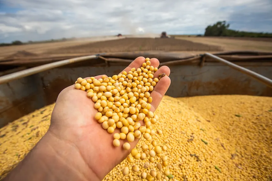 Com chuvas irregulares na América do Sul, preços da soja reagem