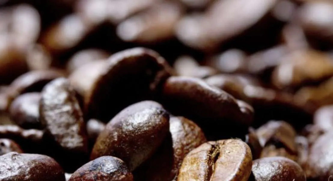 Safra 25/26 de café se desenvolve bem, mas calor preocupa