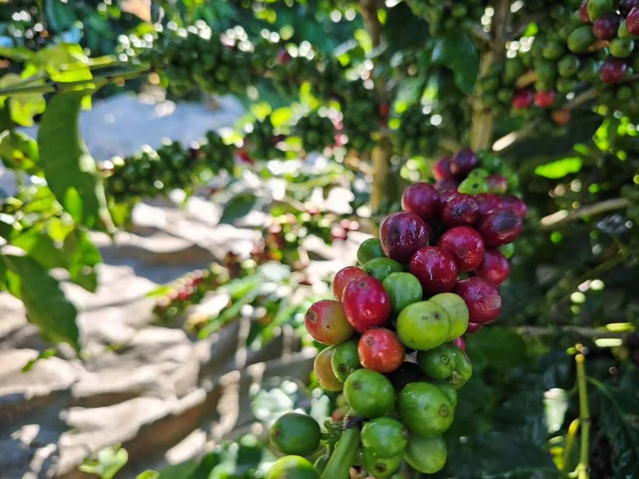 Produtor de cafés especiais amplia produtividade com uso de remineralizador