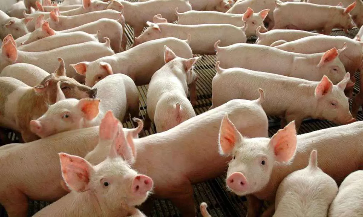 Preço do suíno registra leves oscilações nos preços
