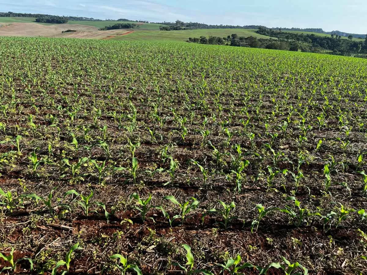 Indefinição da área de milho nos EUA influencia negativamente as cotações