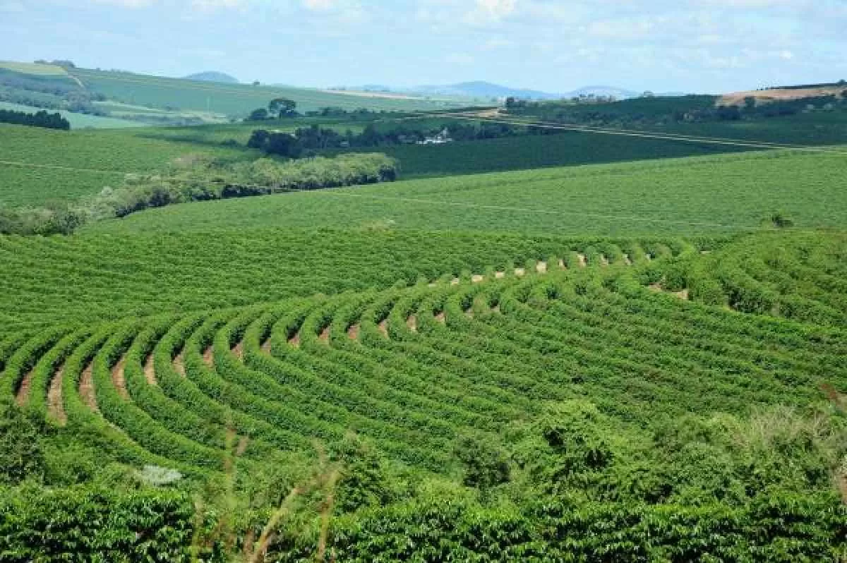 Café com desvalorização externa retrai os preços no mercado interno
