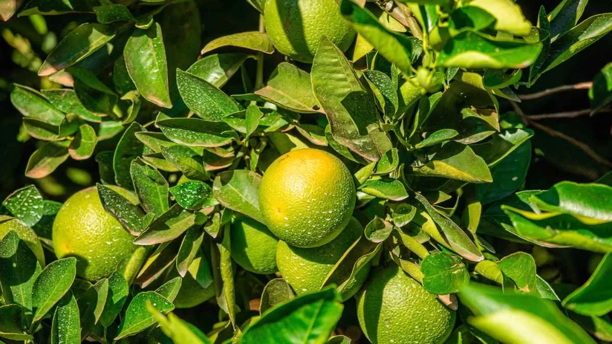 Aumento da produtividade de citros e milho é destaque na Bahia