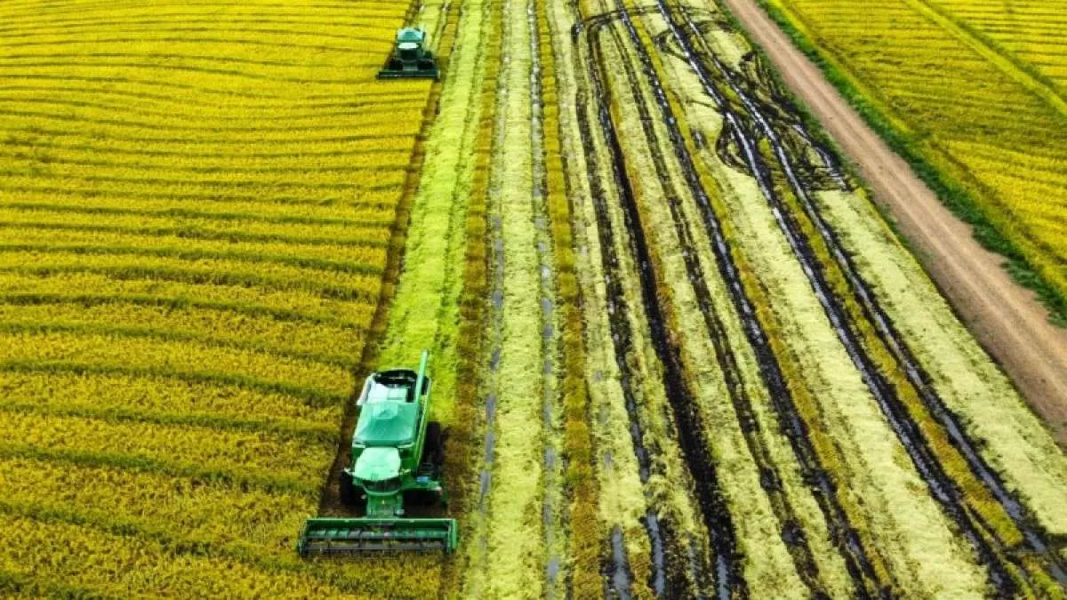 Cotação do arroz em baixa por conta do avanço na colheita