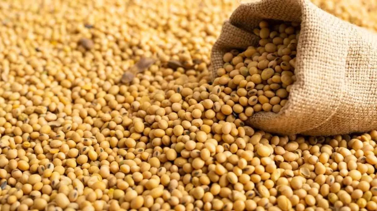 CBOT: soja fecha de forma mista com colheita no Brasil e Fórum do USDA