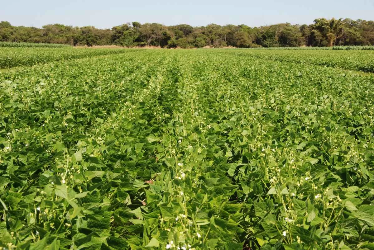 Feijão pode apresentar melhores preços com o aumento da demanda