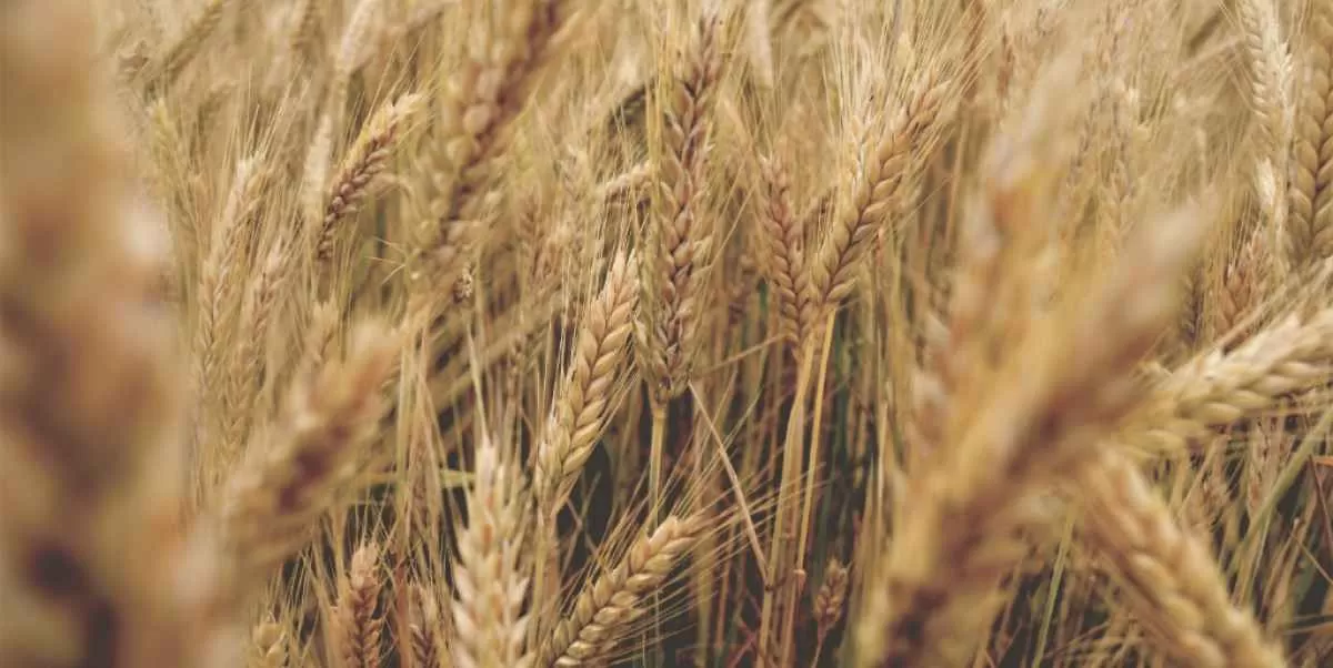 Trigo encerra em alta na CBOT após semana em queda
