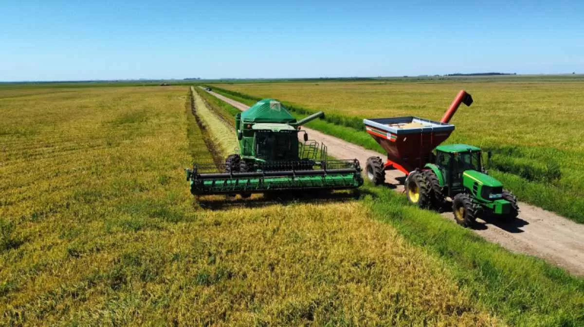 Queda na cotação do arroz preocupa produtores