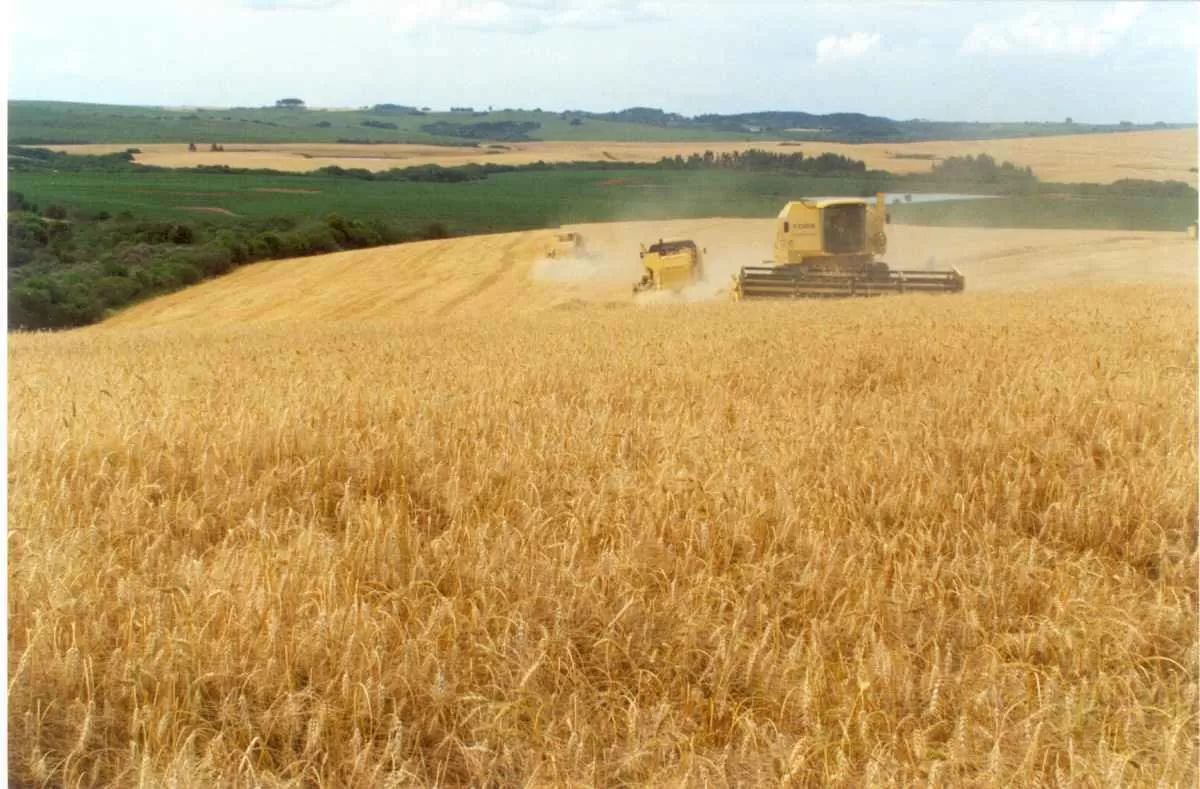 Trigo se recupera no mercado interno e externo
